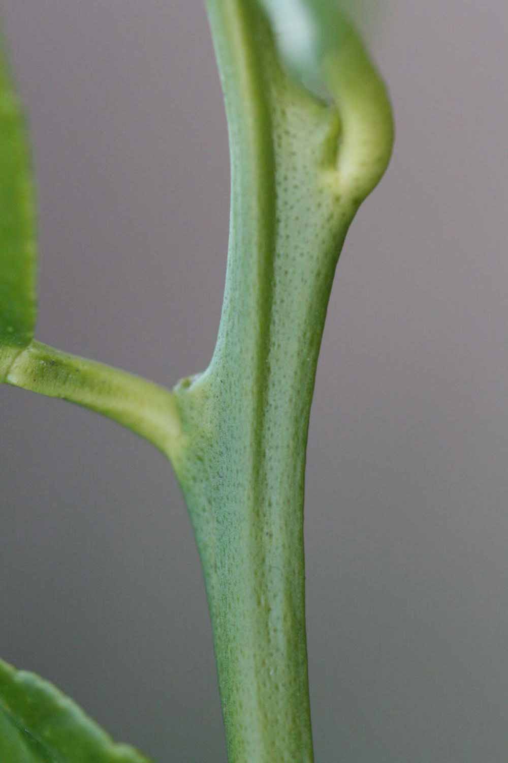            First year twig (Schaub, Riverside, CA)   